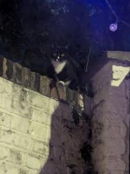 Found/Stray Female Cat last seen Bloom Park Road London SW6 7BG, Greater London, England SW6