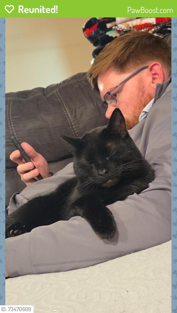 Reunited Male Cat last seen Jonathan and Prospect, Strongsville, OH 44149