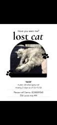 Lost Female Cat last seen Near Ave nw, Calgary, AB T3P 0R5