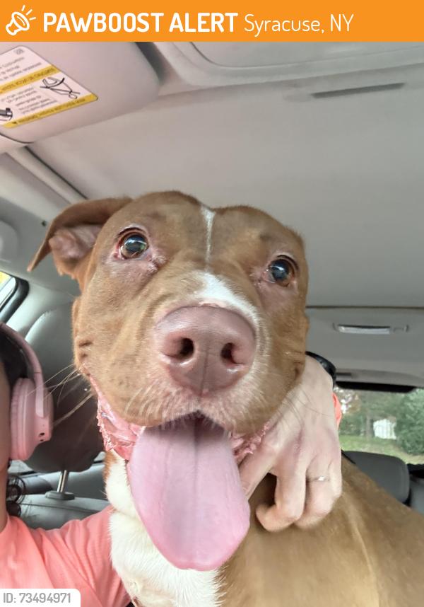 Found/Stray Female Dog last seen Hawley Ave, Syracuse, NY 13203