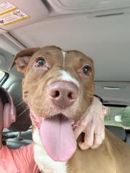 Found/Stray Female Dog last seen Hawley Ave, Syracuse, NY 13203