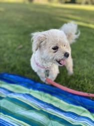 Reunited Female Dog last seen Fitzgerald and Hamlock ridge port, Simi Valley, CA 93065