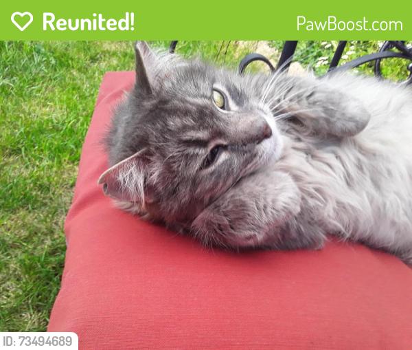 Reunited Female Cat last seen syracuse st, Denver, CO 80231
