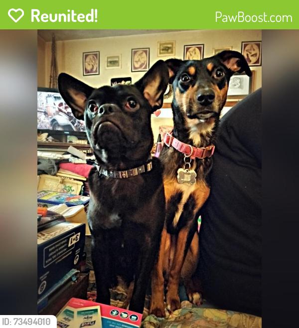 Reunited Male Dog last seen 11th Ave and Cherry Lane, Nampa, ID 83687