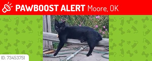 Lost Female Cat last seen Eastern Ave and Crosstimbers addition, Moore, Moore, OK 73160