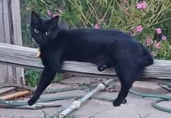Lost Female Cat last seen Eastern Ave and Crosstimbers addition, Moore, Moore, OK 73160