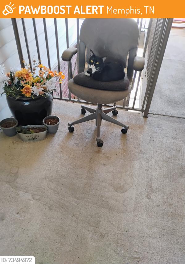 Found/Stray Unknown Cat last seen Uptown area across from St Stephens church, Memphis, TN 38105