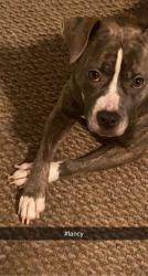 Reunited Female Dog last seen Winchester, Monroe, NC 28110