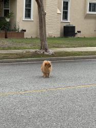 Reunited Unknown Dog last seen E Chestnut Ave & Walnut St in San Gabriel, San Gabriel, CA 91776