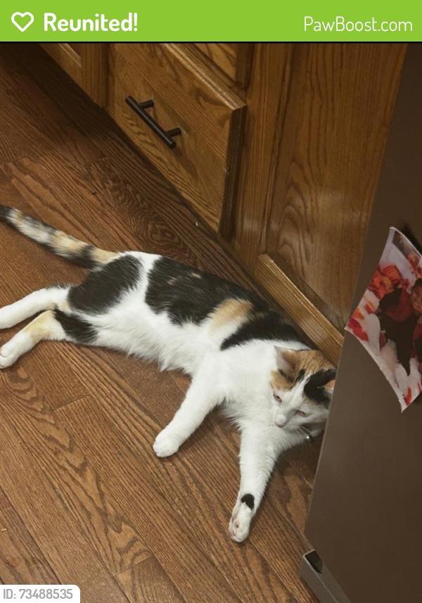 Reunited Female Cat last seen Wasson and N Milton, Nixa, MO 65714