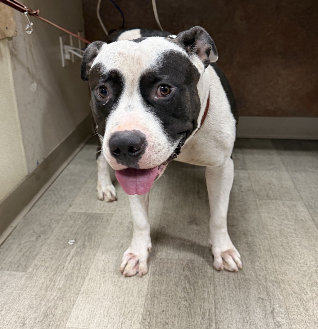 Shelter Stray Male Dog last seen Near K Street, San Diego, CA, 92102, 5500 Gaines St, San Diego, CA 92110, USA