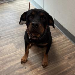 Shelter Stray Female Dog last seen Near Martin Avenue, San Diego, CA, 92113, 5500 Gaines St, San Diego, CA 92110, USA