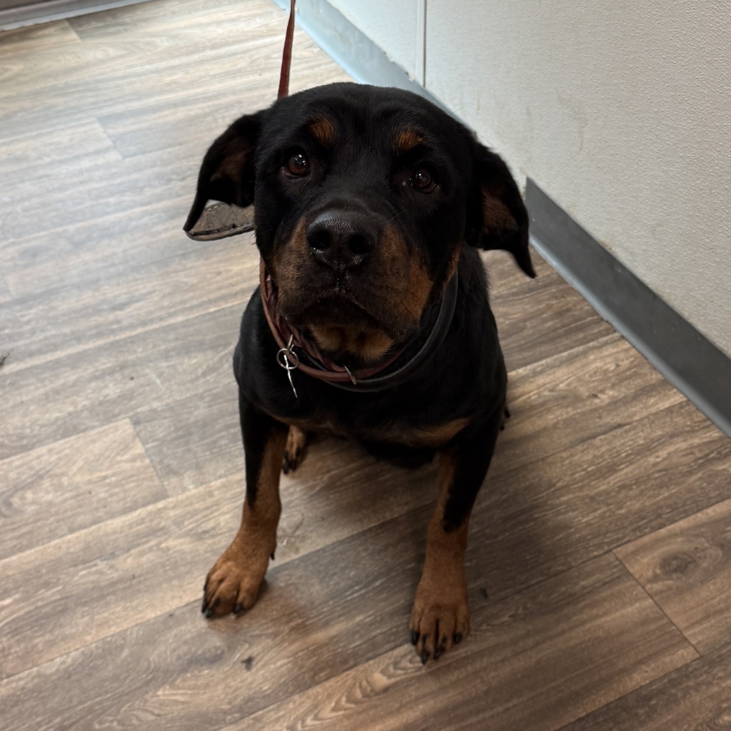 Shelter Stray Female Dog last seen Near Martin Avenue, San Diego, CA, 92113, 5500 Gaines St, San Diego, CA 92110, USA