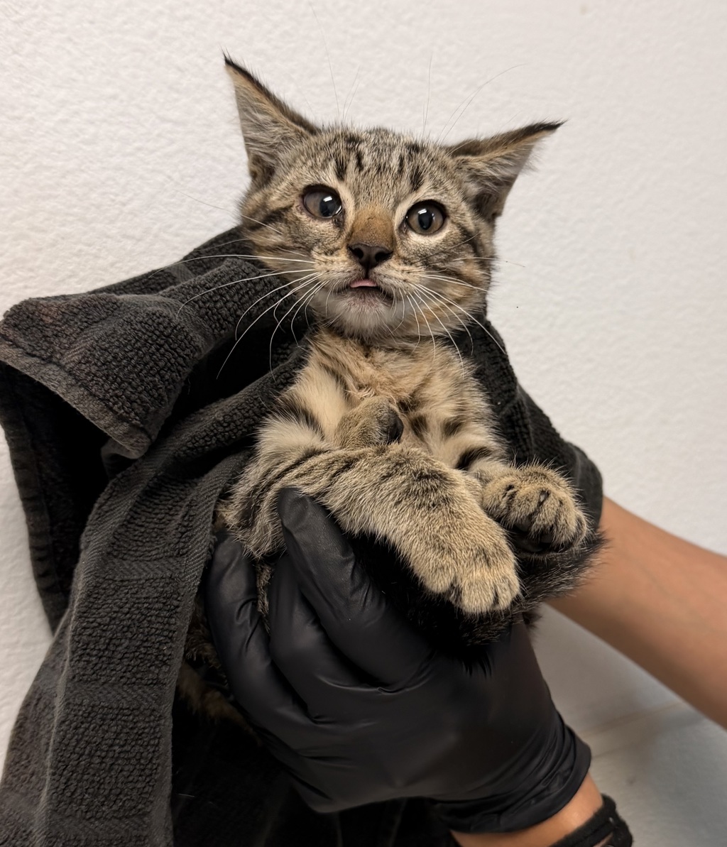 Shelter Stray Female Cat last seen Rex Avenue, San Diego, CA, 92105, 5500 Gaines St, San Diego, CA 92110, USA