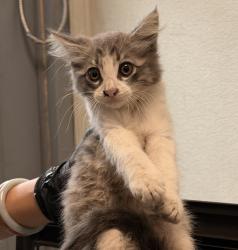 Shelter Stray Female Cat last seen Rex Avenue, San Diego, CA, 92105, 5500 Gaines St, San Diego, CA 92110, USA