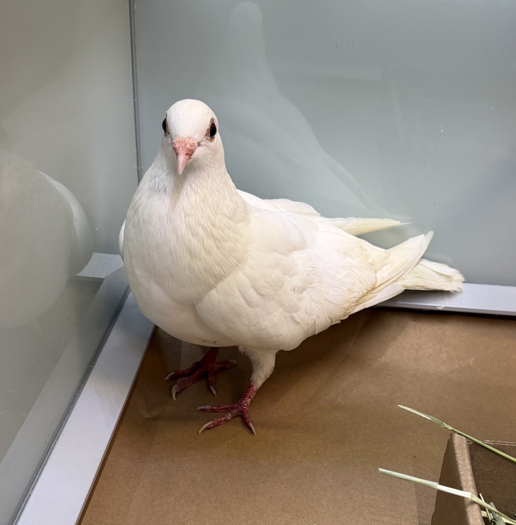 Shelter Stray Unknown Bird last seen Old Globe Way, San Diego, CA, 92101, 5500 Gaines St, San Diego, CA 92110, USA