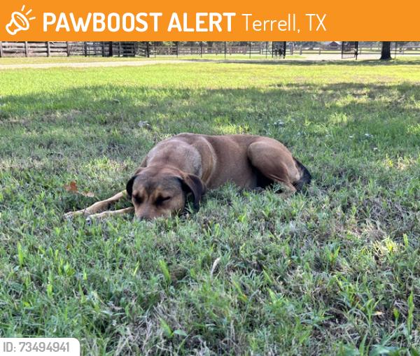 Found/Stray Female Dog last seen Near and Meadow Way, Terrell, TX 75160