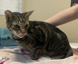 Shelter Stray Male Cat last seen Esperanza Way, Oceanside, CA, 92056, Oceanside, CA 92058, USA