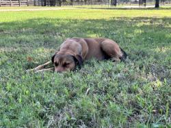 Found/Stray Female Dog last seen Near and Meadow Way, Terrell, TX 75160
