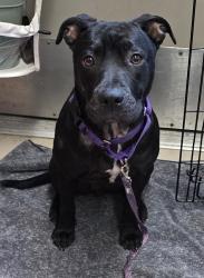 Shelter Stray Female Dog last seen Wedegmere Road, El Cajon, CA, 92020, El Cajon, CA 92020, USA