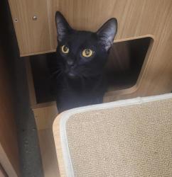 Shelter Stray Male Cat last seen Near Grossmont Drive, El Cajon, CA, 92020, El Cajon, CA 92020, USA