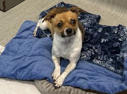 Shelter Stray Female Dog last seen Near W Harbor Drive, San Diego, CA, 92101, 5500 Gaines St, San Diego, CA 92110, USA