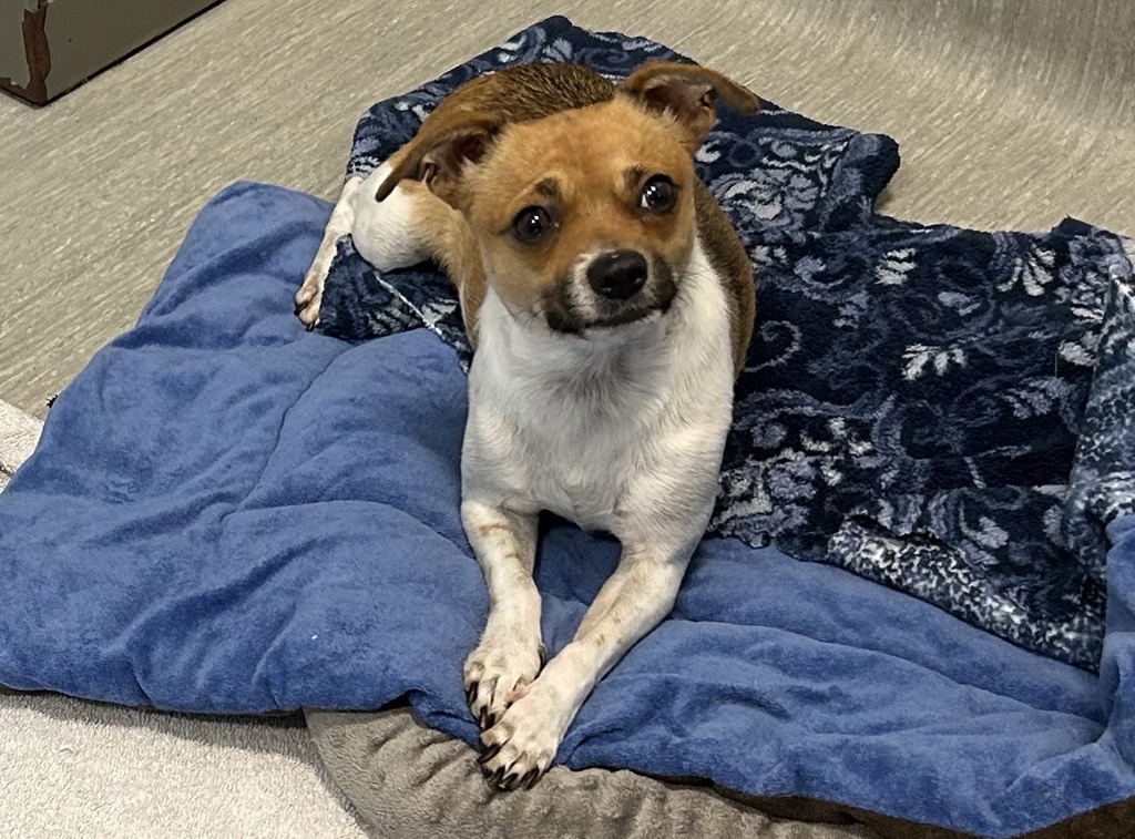 Shelter Stray Female Dog last seen Near W Harbor Drive, San Diego, CA, 92101, 5500 Gaines St, San Diego, CA 92110, USA