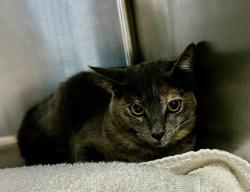 Shelter Stray Female Cat last seen Near Piragua Street, Carlsbad, CA, 92009, Oceanside, CA 92058, USA