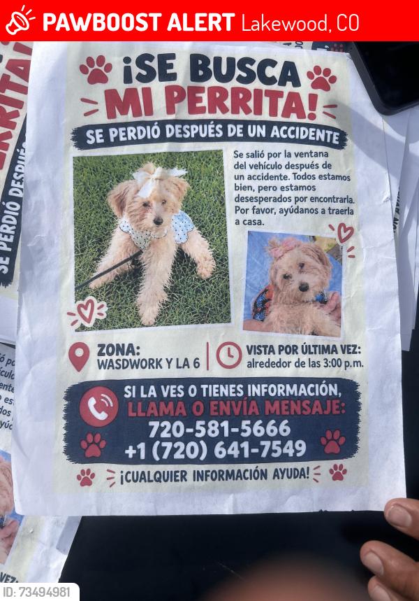 Lost Female Dog last seen Lakewood co 80226, Lakewood, CO 80226