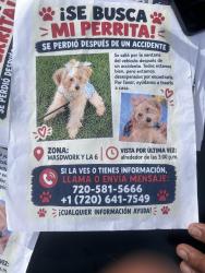 Lost Female Dog last seen Lakewood co 80226, Lakewood, CO 80226