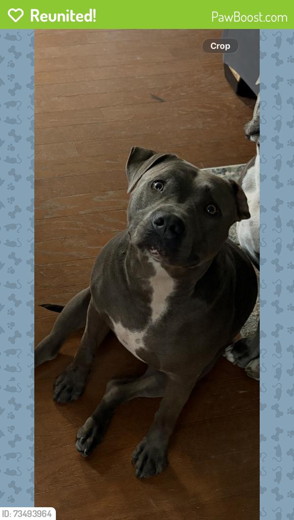 Reunited Male Dog last seen Posey Farm Road and Rockfish Road, Hoke County, NC 28376