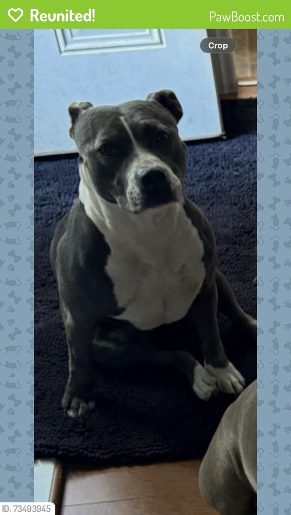 Reunited Female Dog last seen Posey Farm and Rockfish Road, Hoke County, NC 28376
