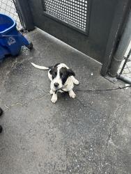 Found/Stray Male Dog last seen Near apmt complex around east west connector, Austell, GA 30106
