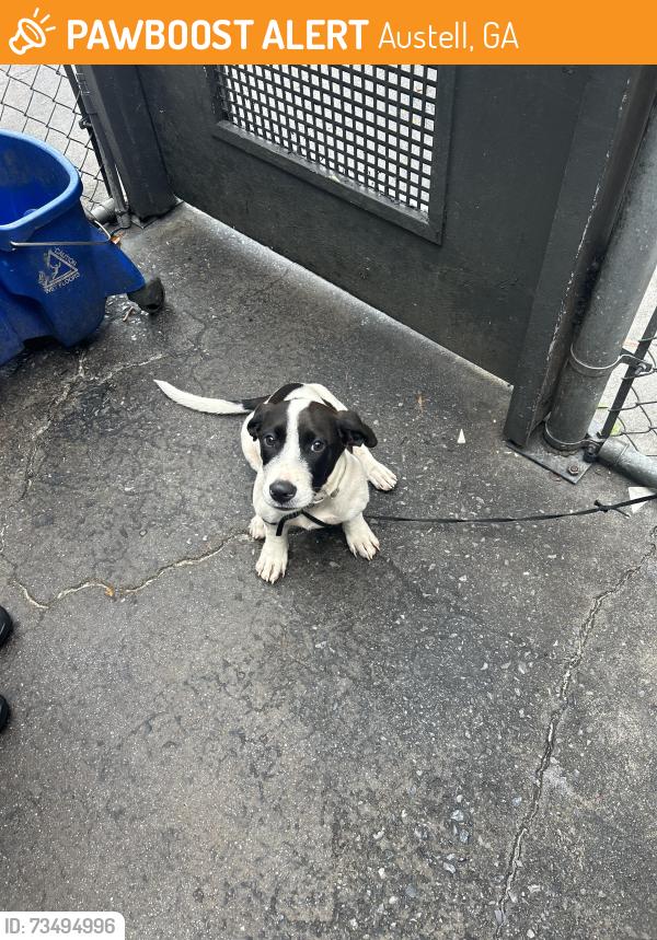 Found/Stray Male Dog last seen Near apmt complex around east west connector, Austell, GA 30106