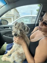 Reunited Male Dog last seen Michael Hunt, Peck, riverbed neighborhood, El Monte, CA 91733
