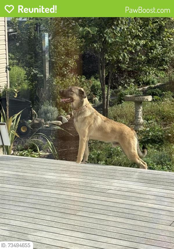 Reunited Male Dog last seen State St. & Lexington alley, Indianapolis, IN 46203