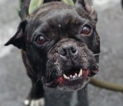 Found/Stray Male Dog last seen Ace Hardware on east anaheim long beach, Long Beach, CA 90804
