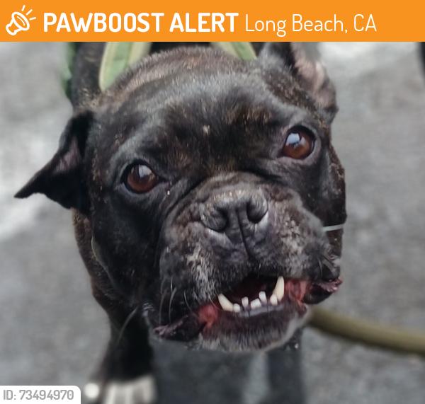Found/Stray Male Dog last seen Ace Hardware on east anaheim long beach, Long Beach, CA 90804