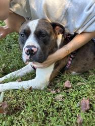 Found/Stray Male Dog last seen Swamp rabbit trail, close to W Blue Ridge Rd, Greenville, SC 29601