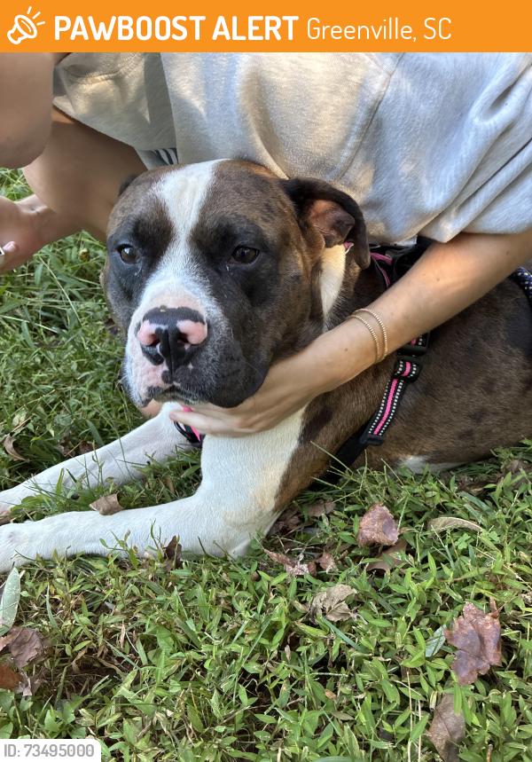 Found/Stray Male Dog last seen Swamp rabbit trail, close to W Blue Ridge Rd, Greenville, SC 29601