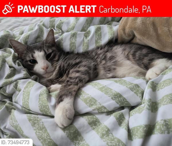 Lost Male Cat last seen Wayne St and Eastern Ave, Carbondale, PA 18407