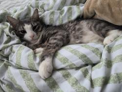 Lost Male Cat last seen Wayne St and Eastern Ave, Carbondale, PA 18407