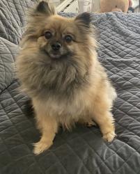 Reunited Male Dog last seen Near Firefly Road, Nashville, TN 37076