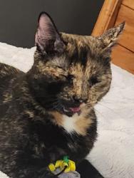 Reunited Female Cat last seen Solly and mountain road, Pasadena, MD 21122