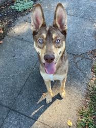 Reunited Male Dog last seen SE 64th and Division, Portland, OR 97206