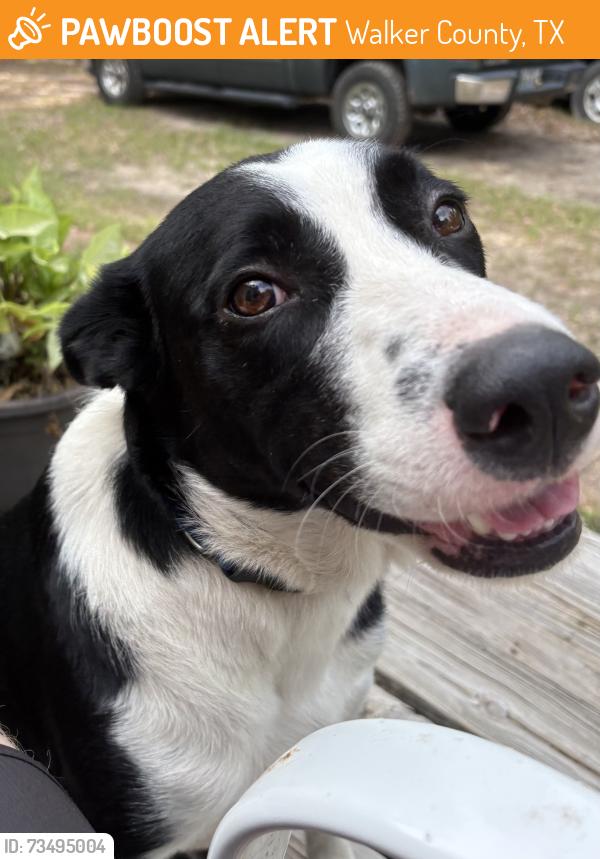 Found/Stray Male Dog last seen Acorn Hill, hwy 19, Walker County, TX 77320