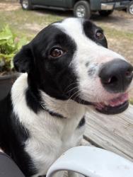 Found/Stray Male Dog last seen Acorn Hill, hwy 19, Walker County, TX 77320