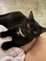 Lost Male Cat last seen Near Madison park and Hamilton and Madison ave and Hudson ave, Albany, NY 12203