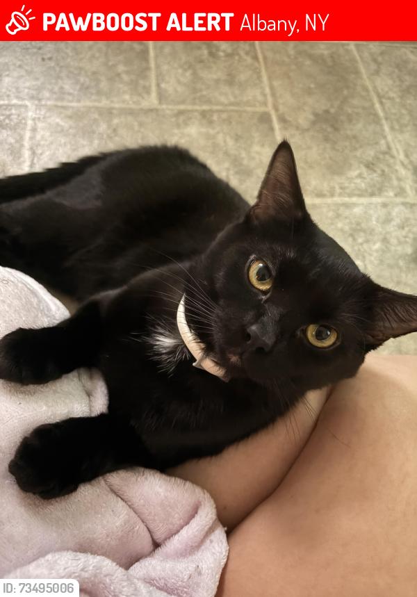 Lost Male Cat last seen Near Madison park and Hamilton and Madison ave and Hudson ave, Albany, NY 12203