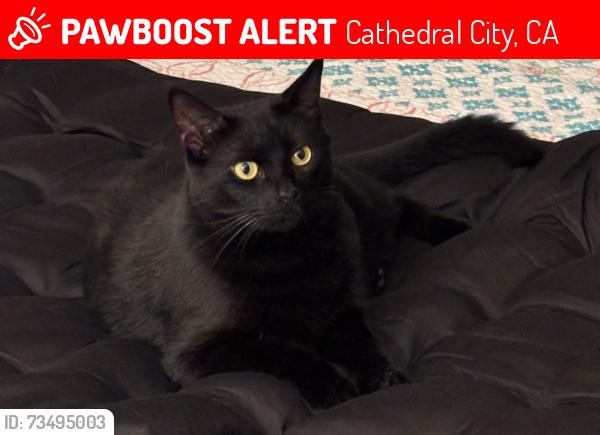 Lost Female Cat last seen Sunny Lane and Da Vall, Cathedral City, CA 92234